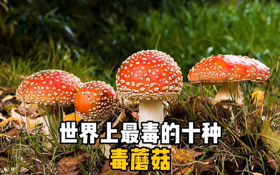 世界上最毒的十种毒蘑菇,你见过几种?