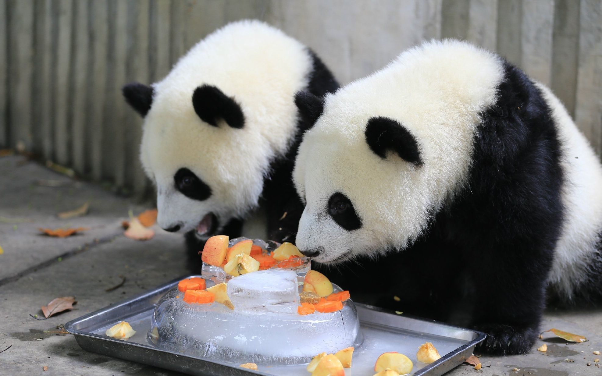 【大熊猫】20160917-上午的科大科小