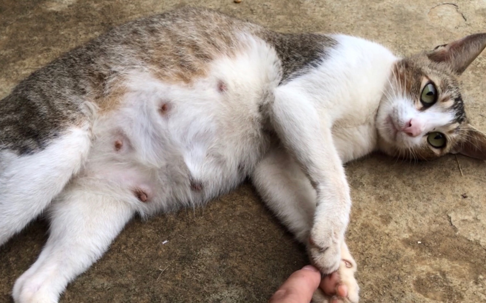 活动作品偶遇怀孕的猫妈蚂躺好任让你撸