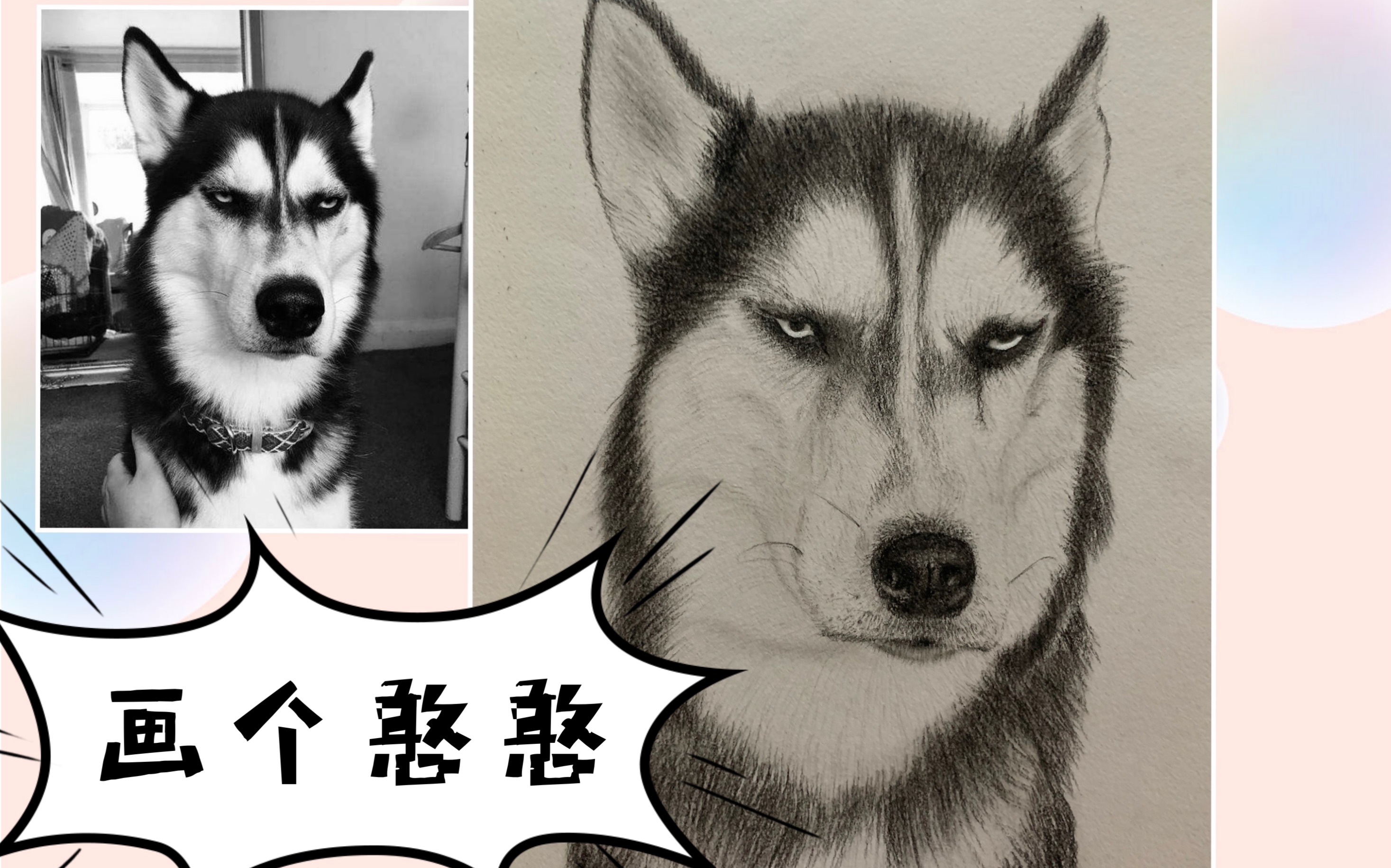 【素描】二哈绘画全过程