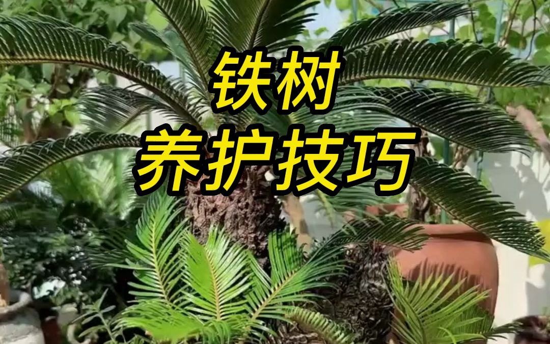 铁树怎么养???哔哩哔哩bilibili