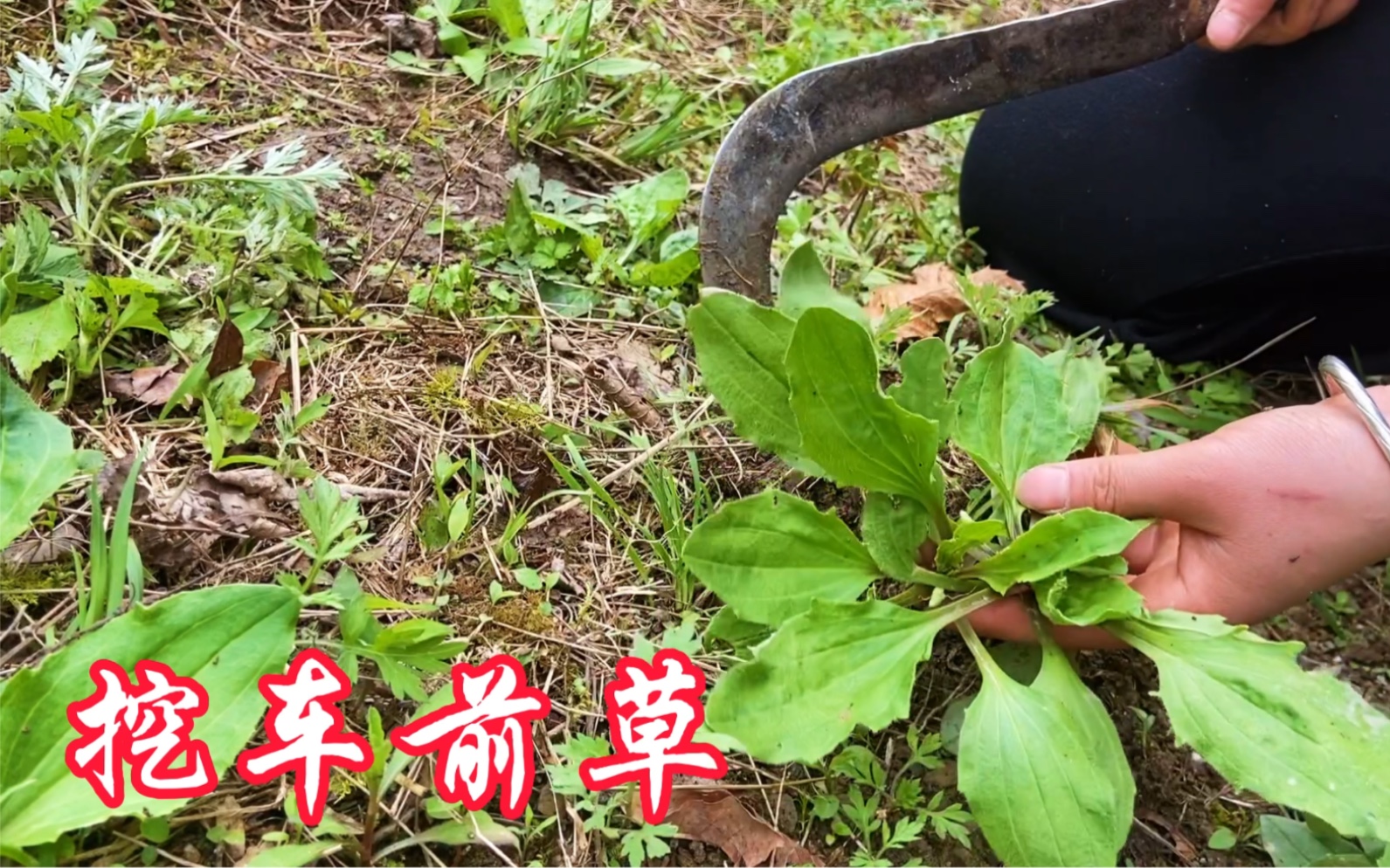 农村常见的车前草,既是药材又是野菜,挖回家炖猪蹄吃,味美汤浓哔哩哔哩bilibili