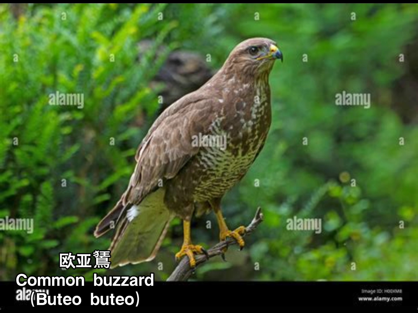 野生动物 中国“群鹰会”——中国境内鹰隼类猛禽叫声哔哩哔哩bilibili