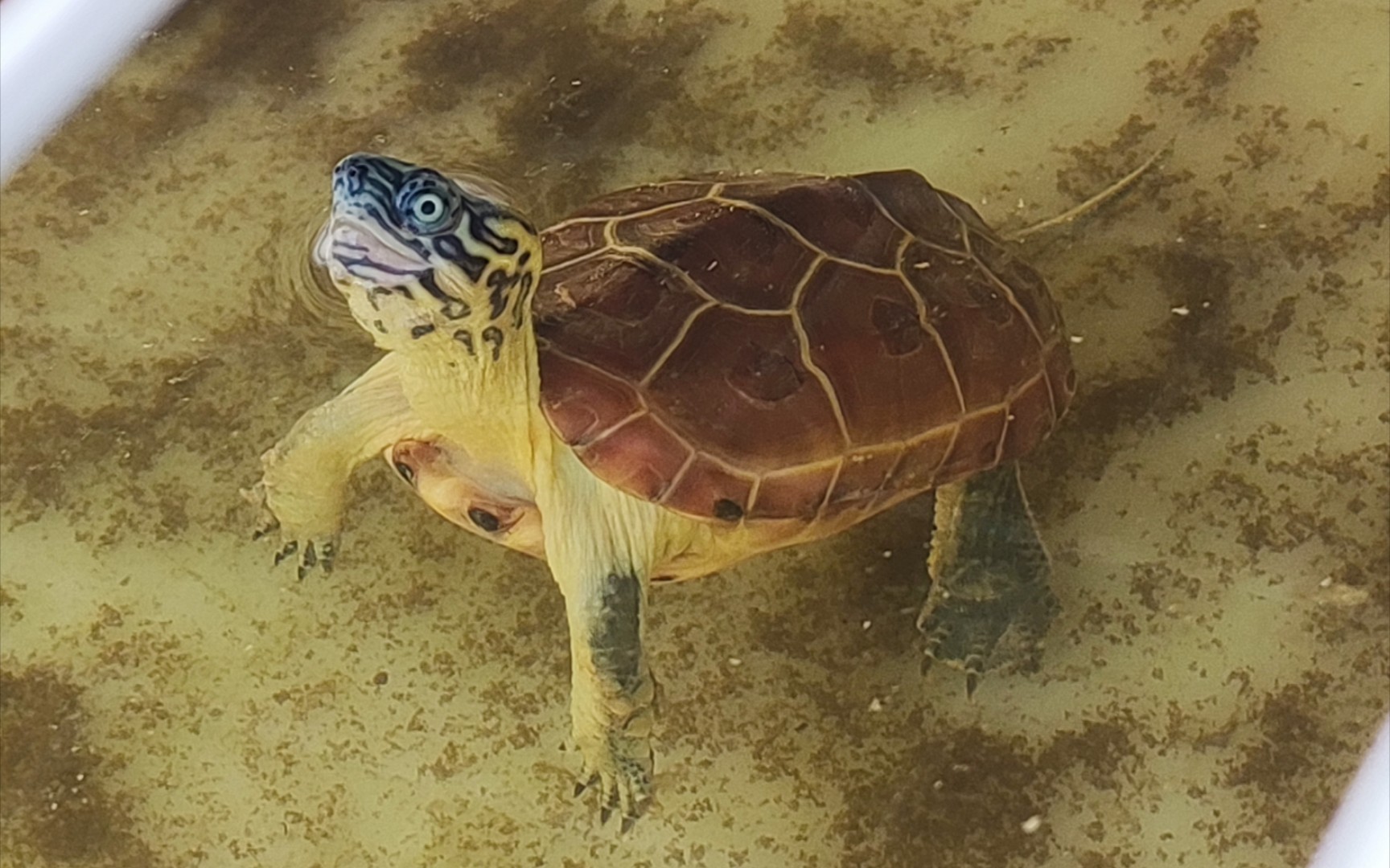 【虎纹草龟】日常喂食