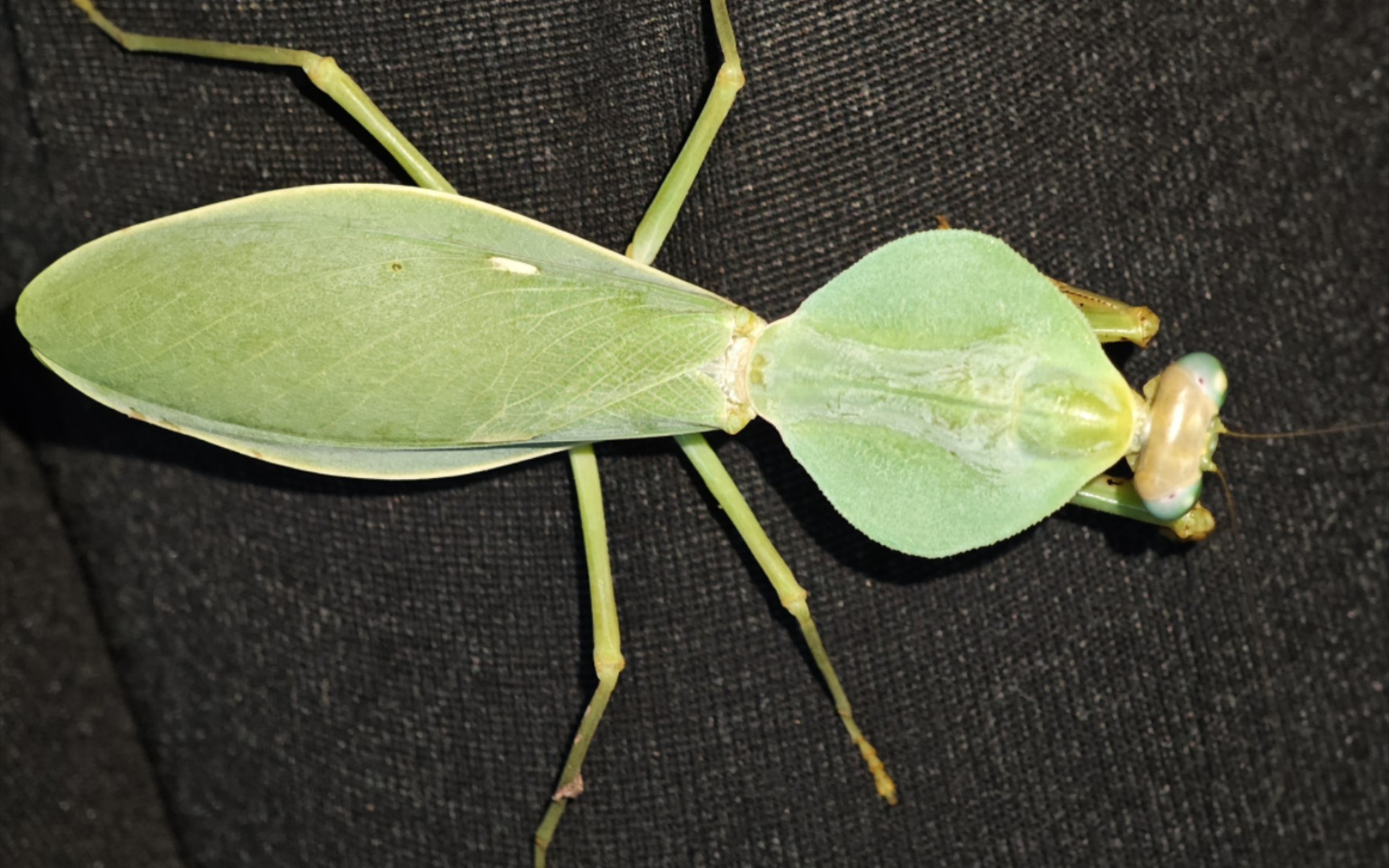 宽胸菱背螳-rhombodera latipronotum