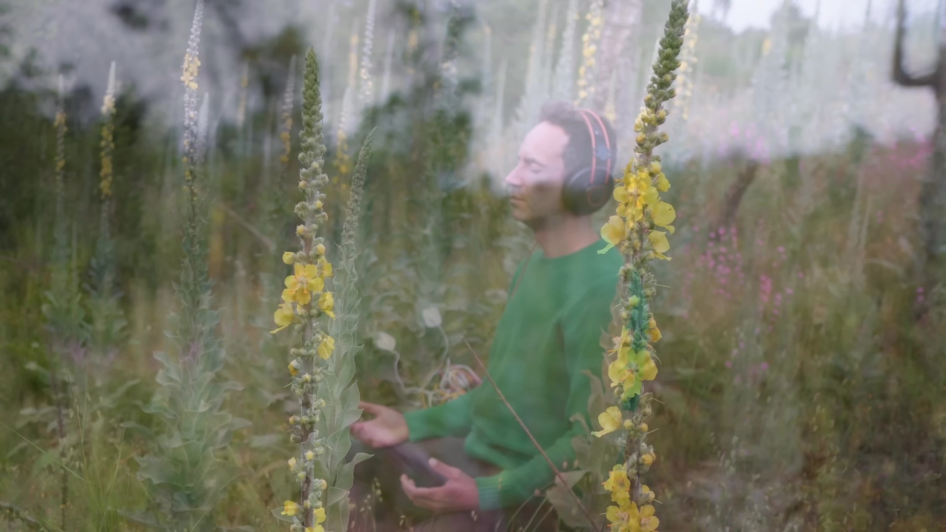 432hz植物音乐#生物电传感器｜Listen To Mullein For 30 Minutes Your Body May Notice Something