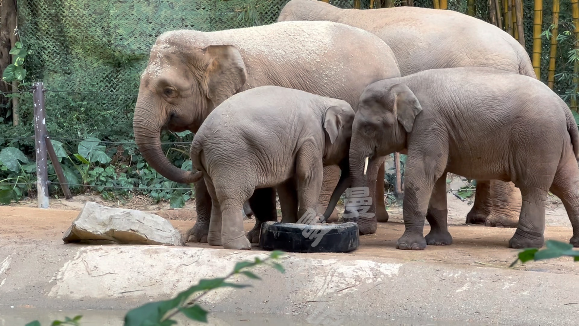 长隆野生动物园 #去动物园可以找大象玩 #大象威风 #大象阿迪娜