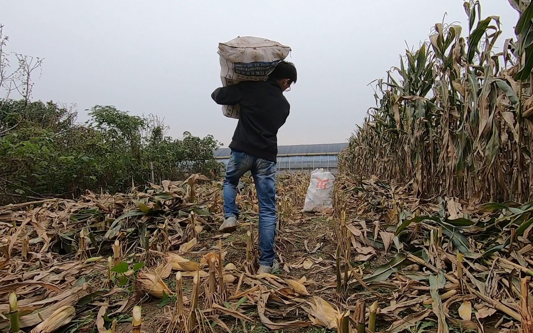 福祸相倚,雨过,车进不来,只能硬扛