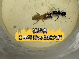 Tải video: 挑战赛 日本弓背蚁vs白蚁大兵