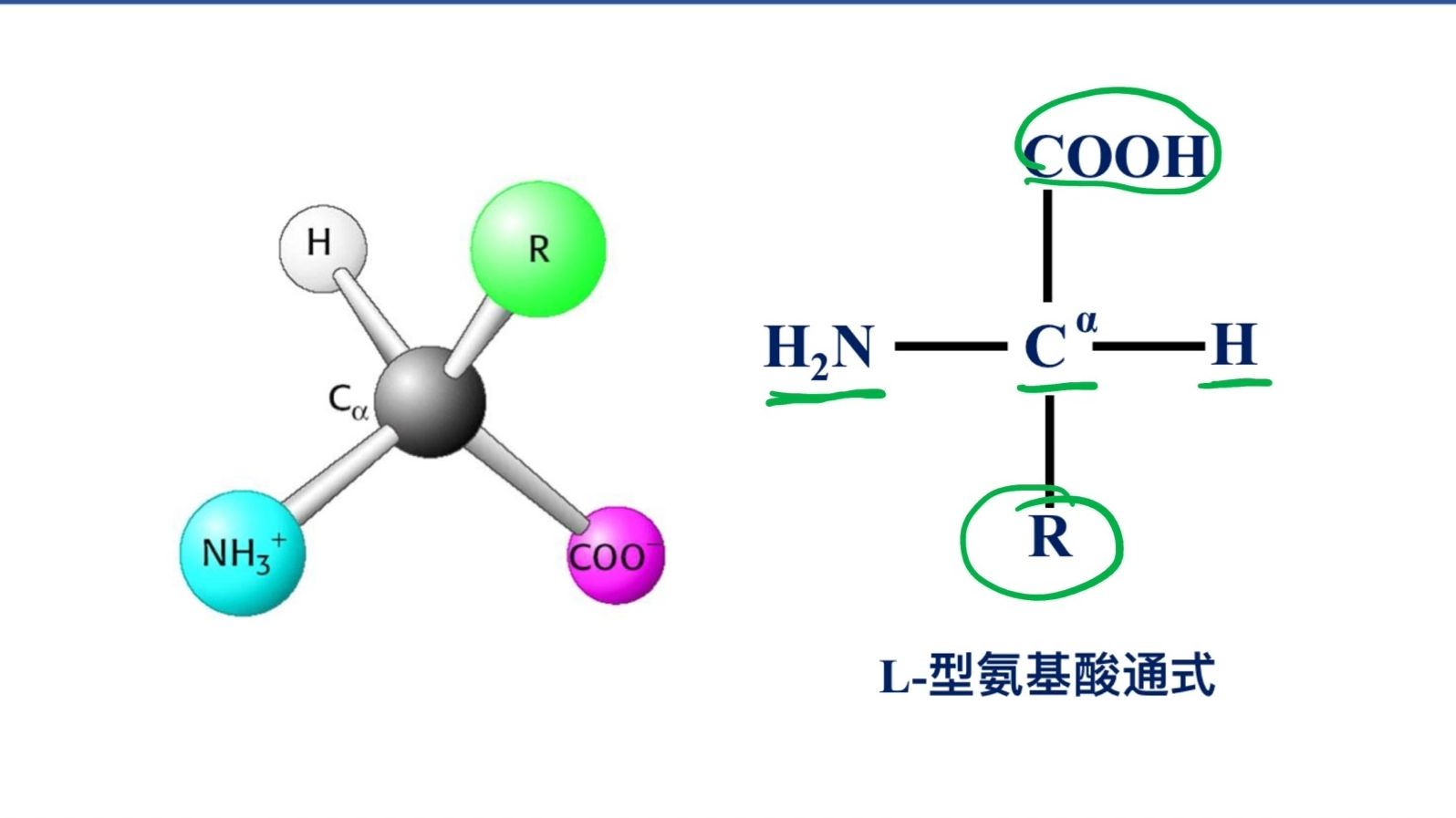 𐨥Ÿ𚩅𘮐‹是什么?为什么甘氨酸不属于L型氨基酸?哔哩哔哩bilibili