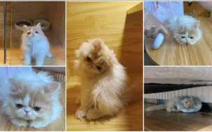 Tải video: 【张琼予】猪猪小宝一岁啦！来一起回顾一下~