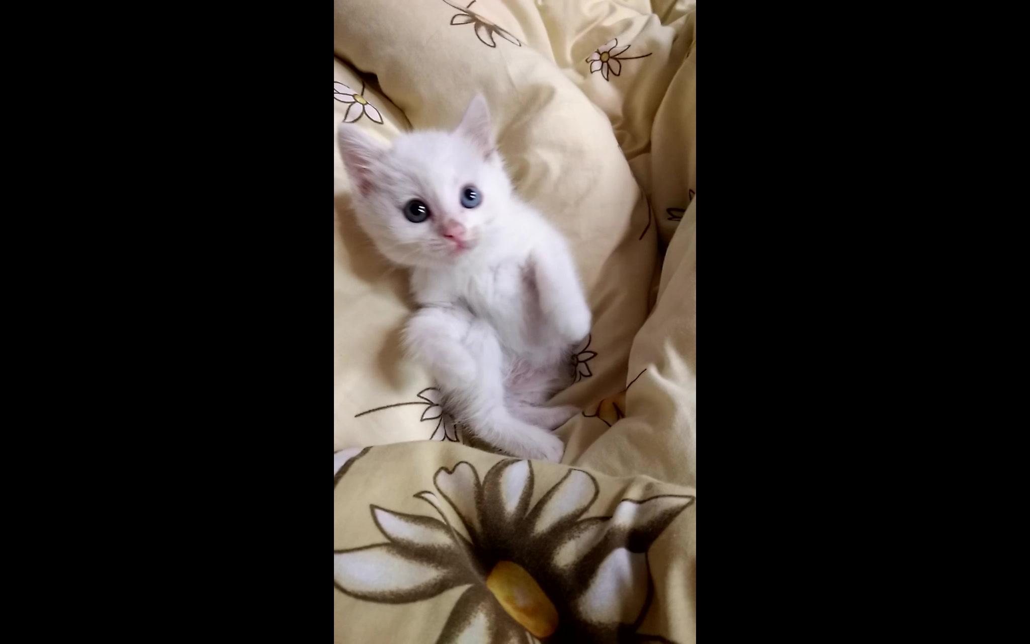 【小奶猫】超萌的鸳鸯眼小雪球妹妹