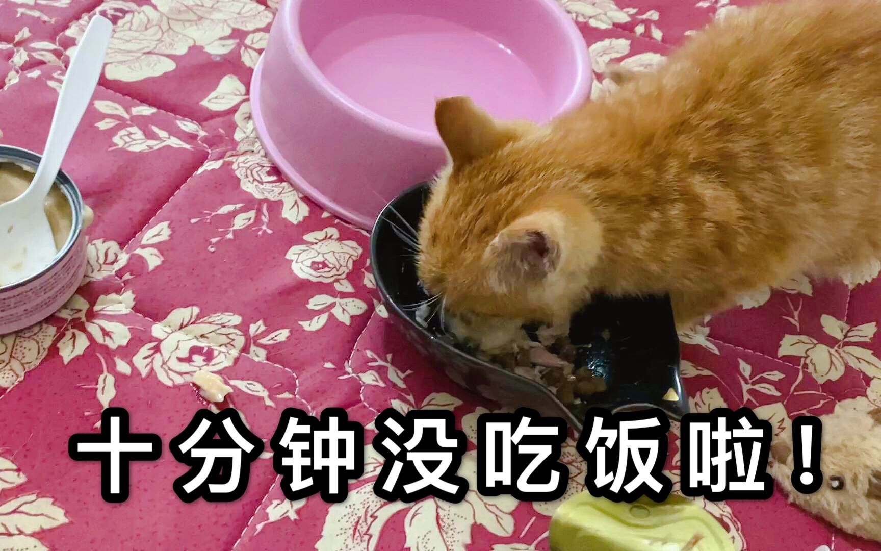 橘猫取名叫奇迹,吃饭功夫是第一!哔哩哔哩bilibili