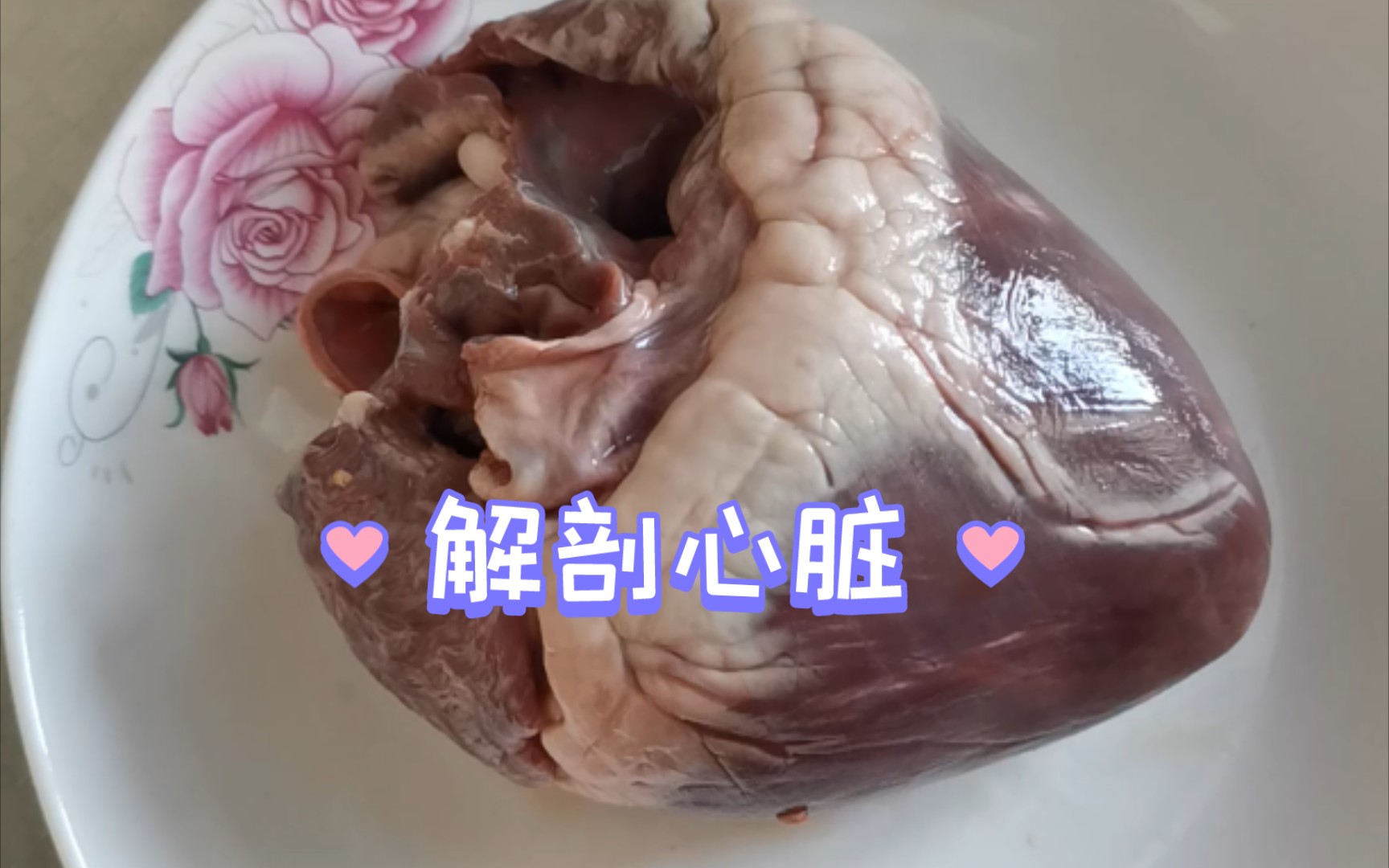 实验探究//解剖心脏//观察猪心脏的结构(简单易学 一看就懂)从方便观察的角度解剖猪心脏哔哩哔哩bilibili