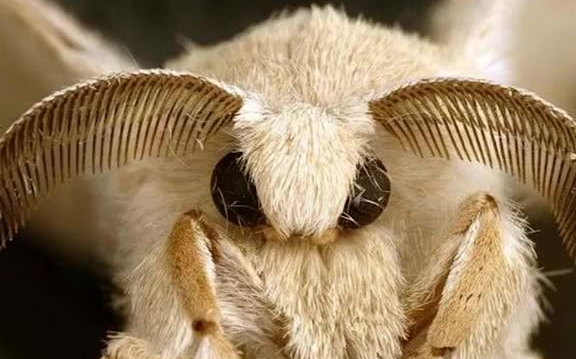 一种外号皮卡丘的动物,名字:委内瑞拉贵宾犬蛾
