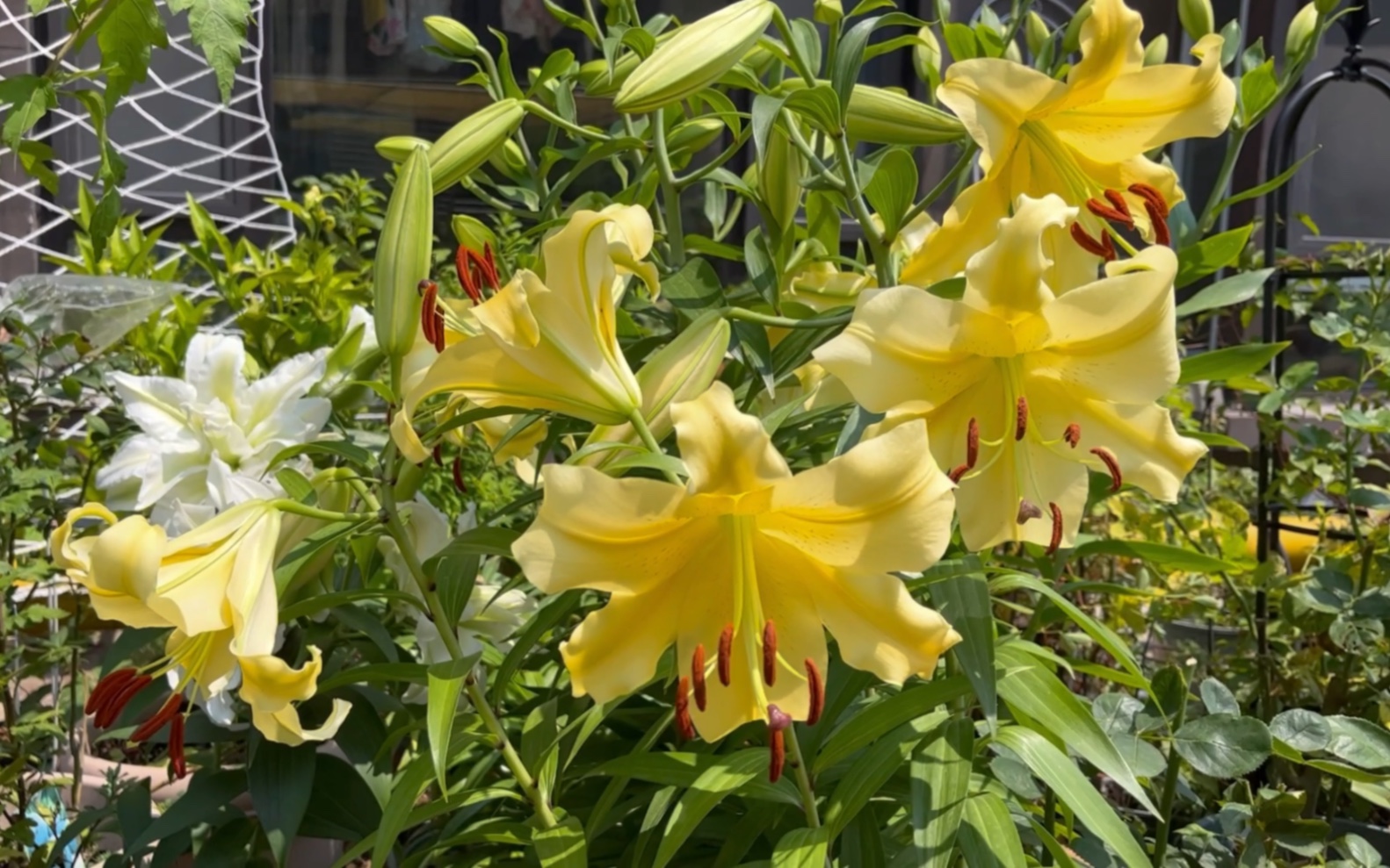 百合～皇帝,明亮的色彩,复花性好