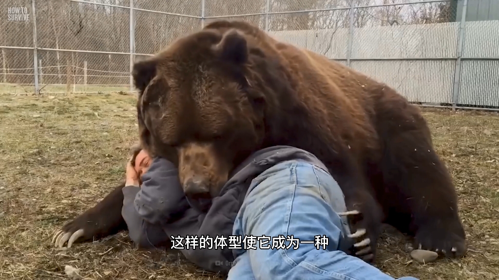 [图]动物界十大顶级掠食者