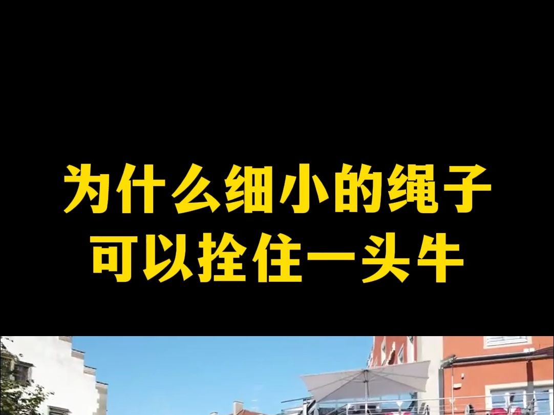 为什么细小的绳子可以拴住一头牛