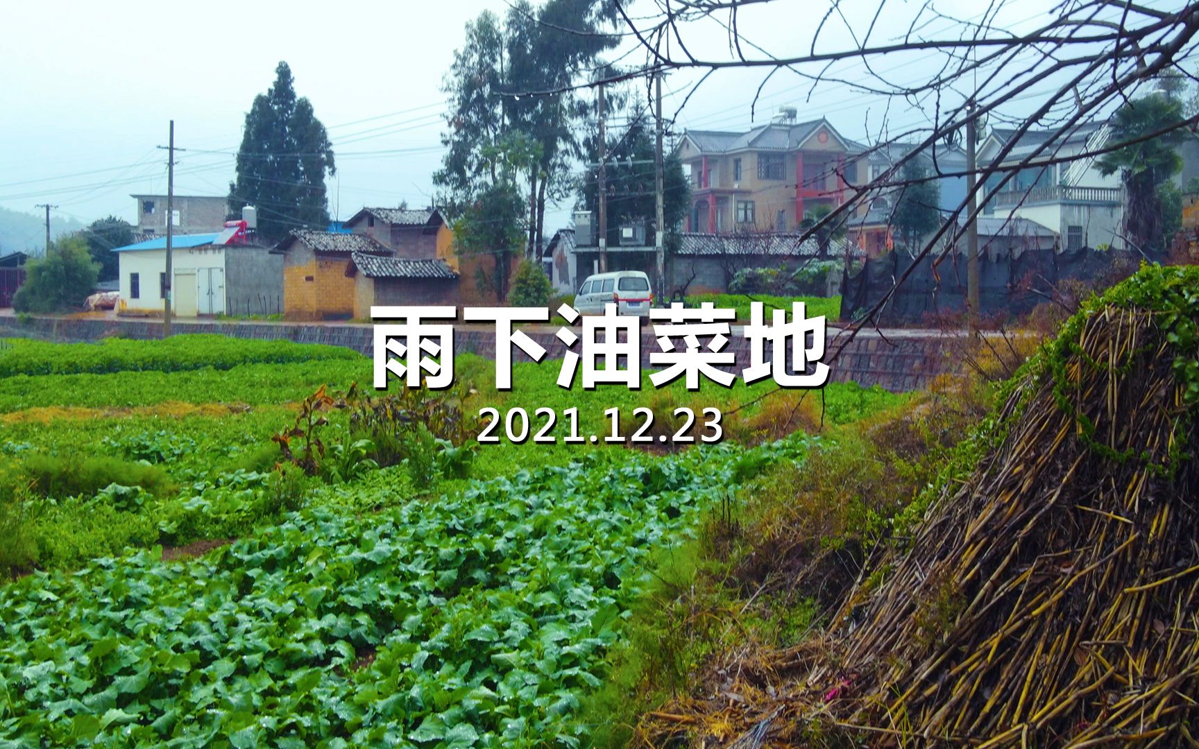 [图]小雨后去看看，干净、清新、自然地油菜地