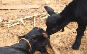 Tải video: 土狗咬死一只母羊，小羊羔还不知道母亲去世了，靠过来嗅不停