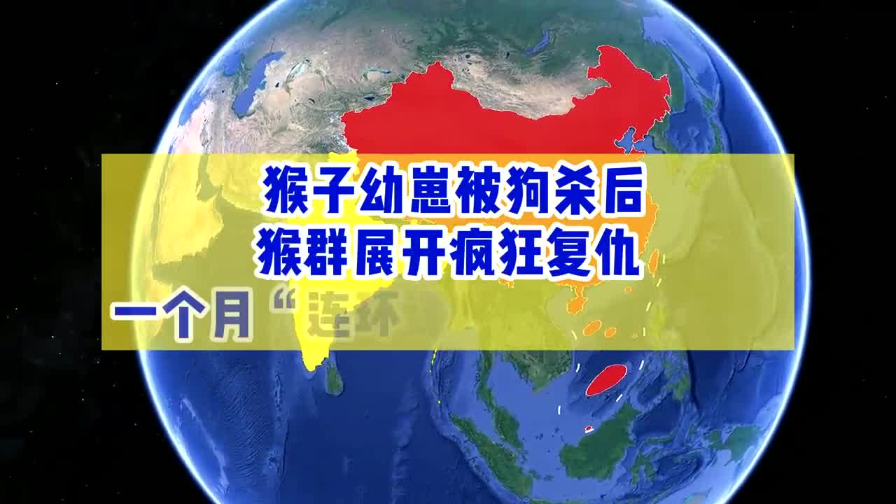 猴子是有多记仇?幼崽被狗咬死后,一个月连环谋杀250只狗!