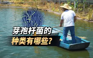 Download Video: 不同种类芽孢杆菌的作用是什么呢？