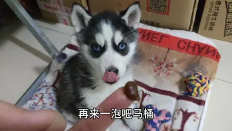 主人叫醒熟睡的狗狗 一开始狗狗不搭理 结果下一秒画风突变 哔哩哔哩 Bilibili