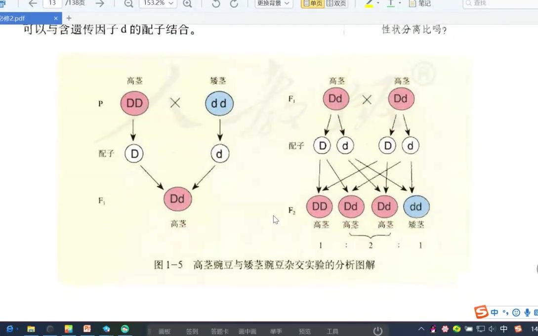 豌豆杂交实验一(2)哔哩哔哩bilibili