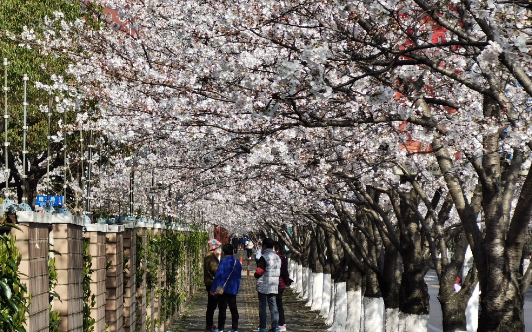 [图]上海浦东新区新跃路樱花一条街，早樱正盛开，还有油菜花和蚕豆花，人少景美