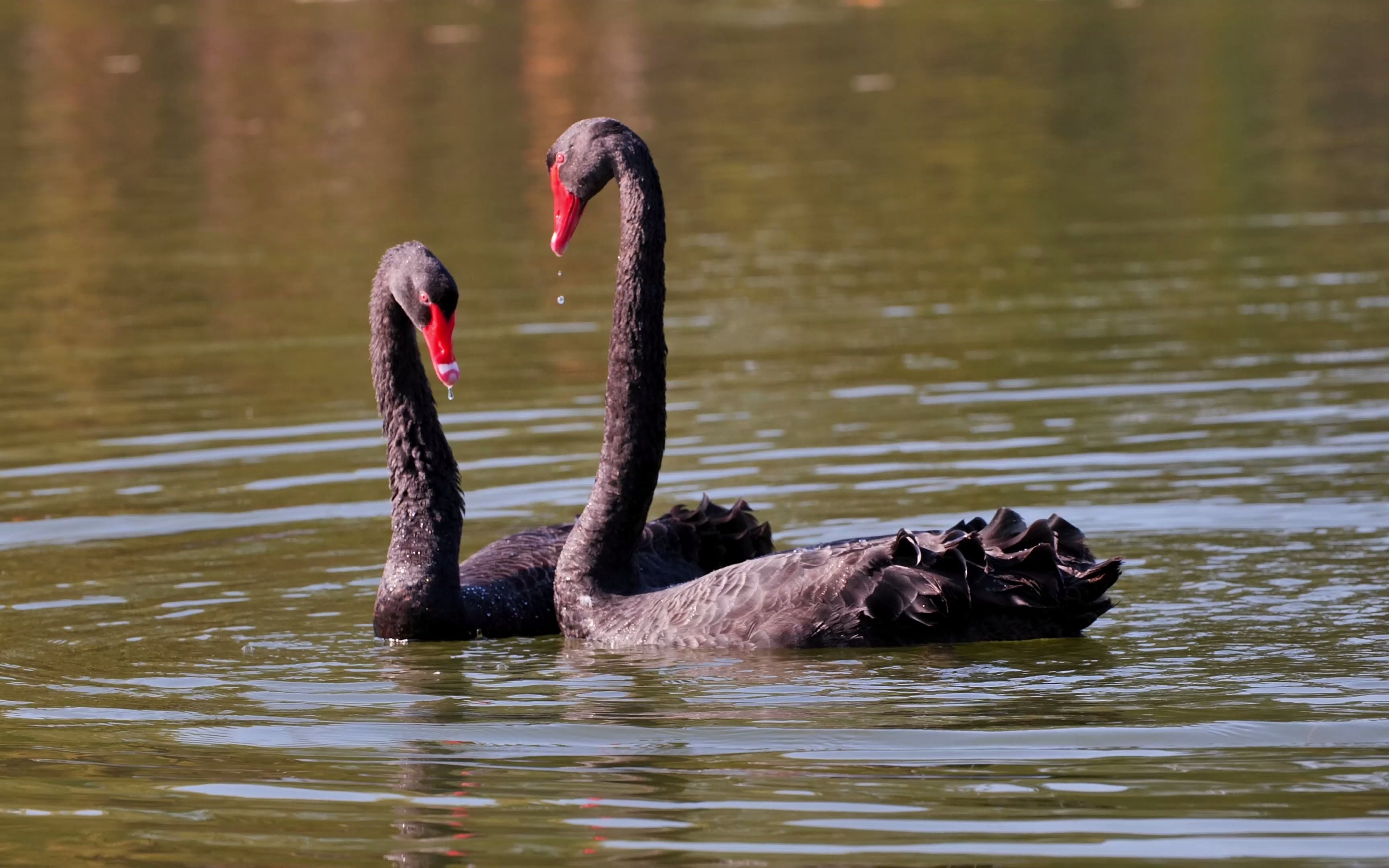 【黑天鹅】这一对黑天鹅羞羞的时候怎么这么没有默契,老撞脑袋啊