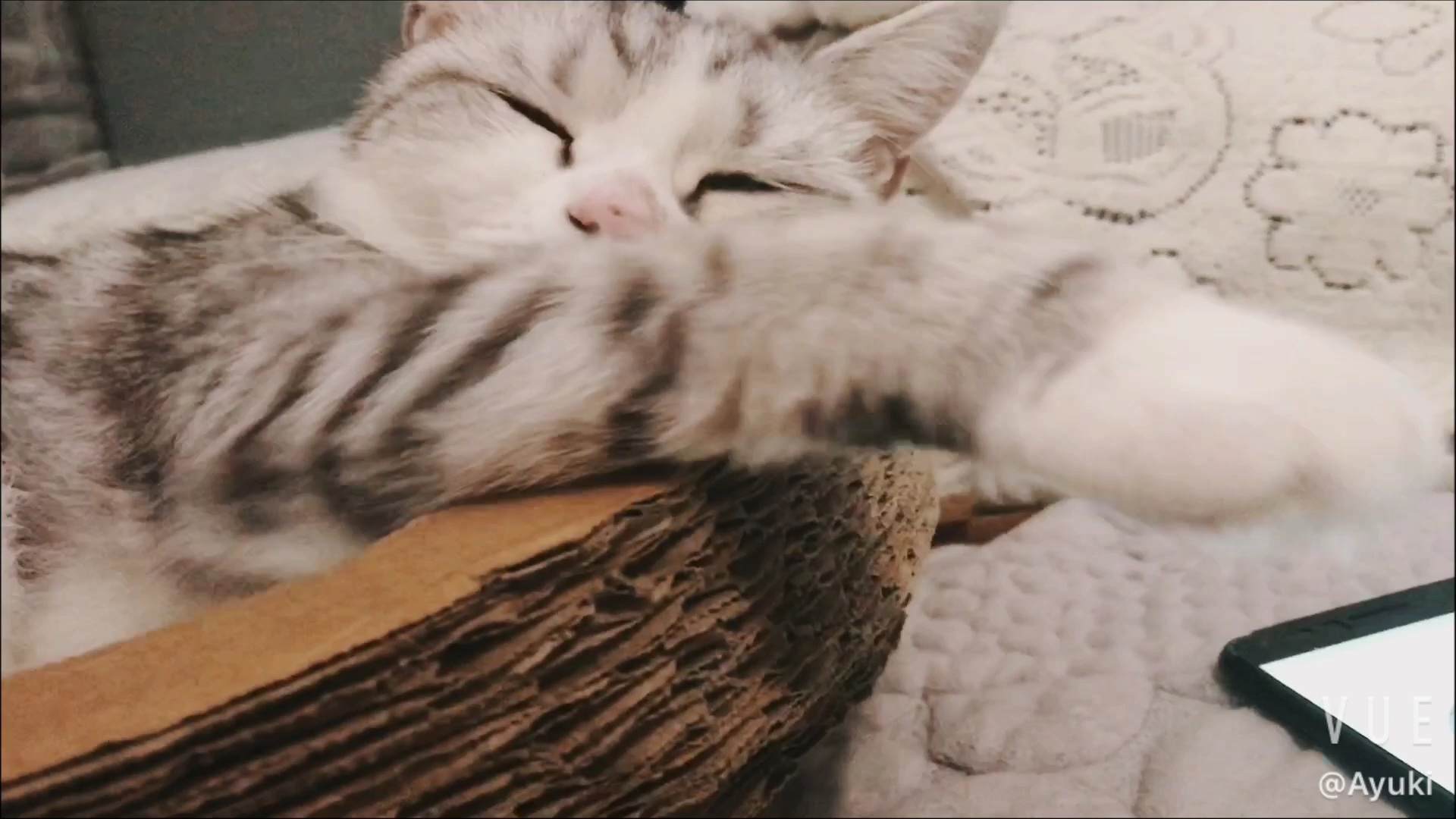 起司猫桃子小姐睡觉觉