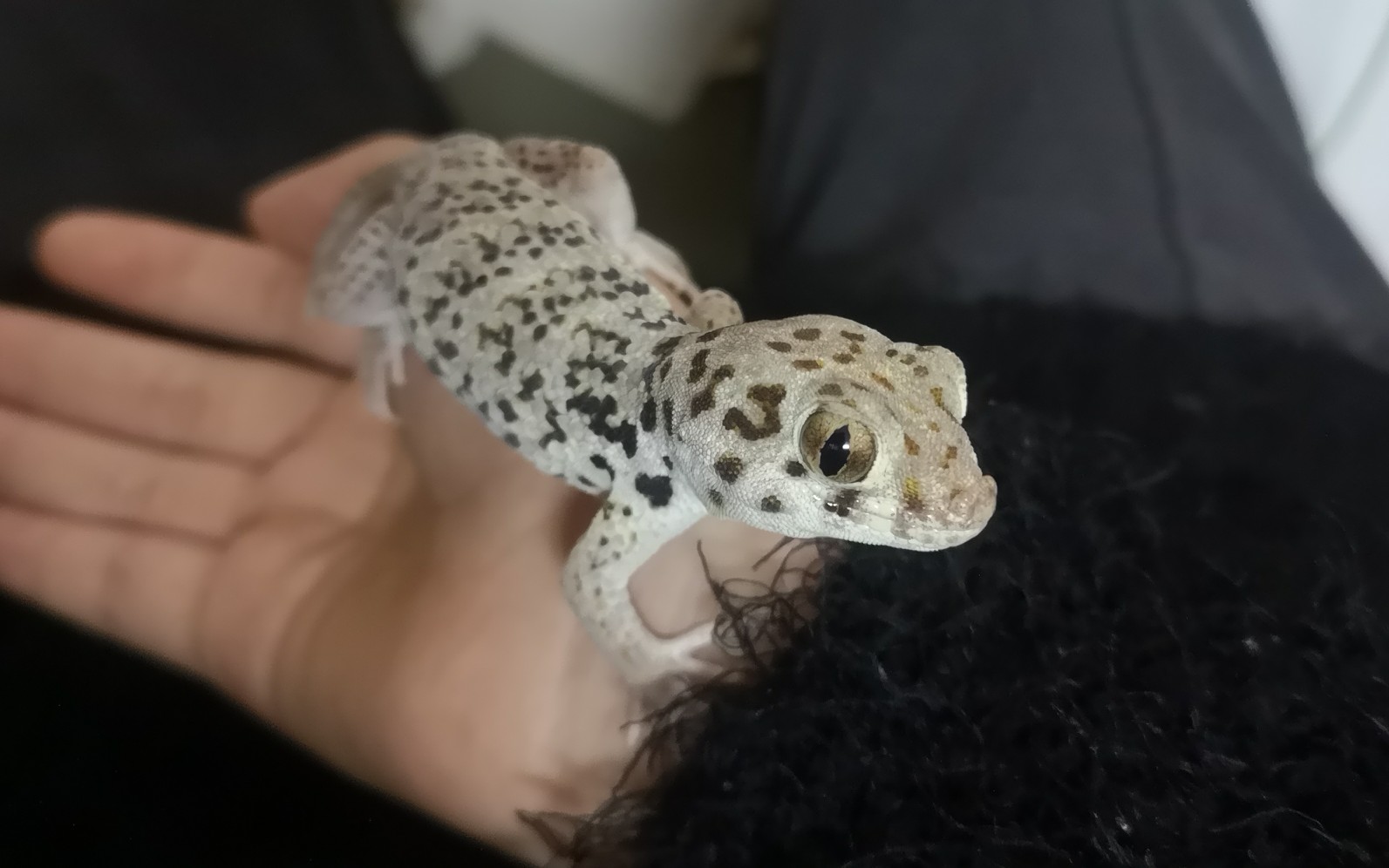 哈啾可爱的蛙眼守宫在主人手上打喷嚏猫泽