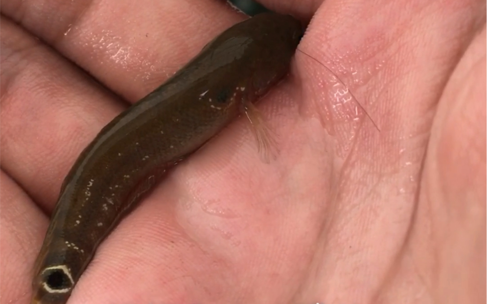 中国原生雷龙鱼月鳢苗