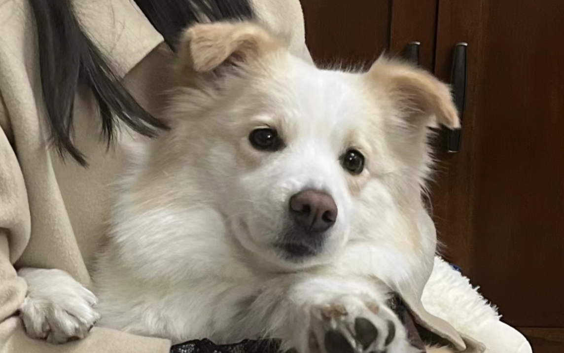 边牧陈贝拉1229直播录屏