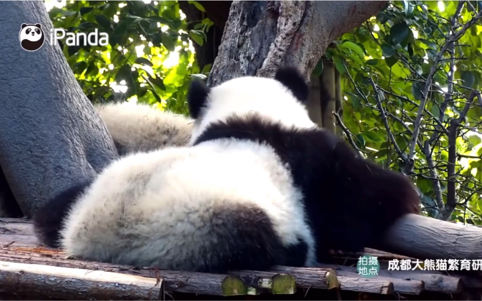 【成浪】睡姿真的是太可爱了,但是……!