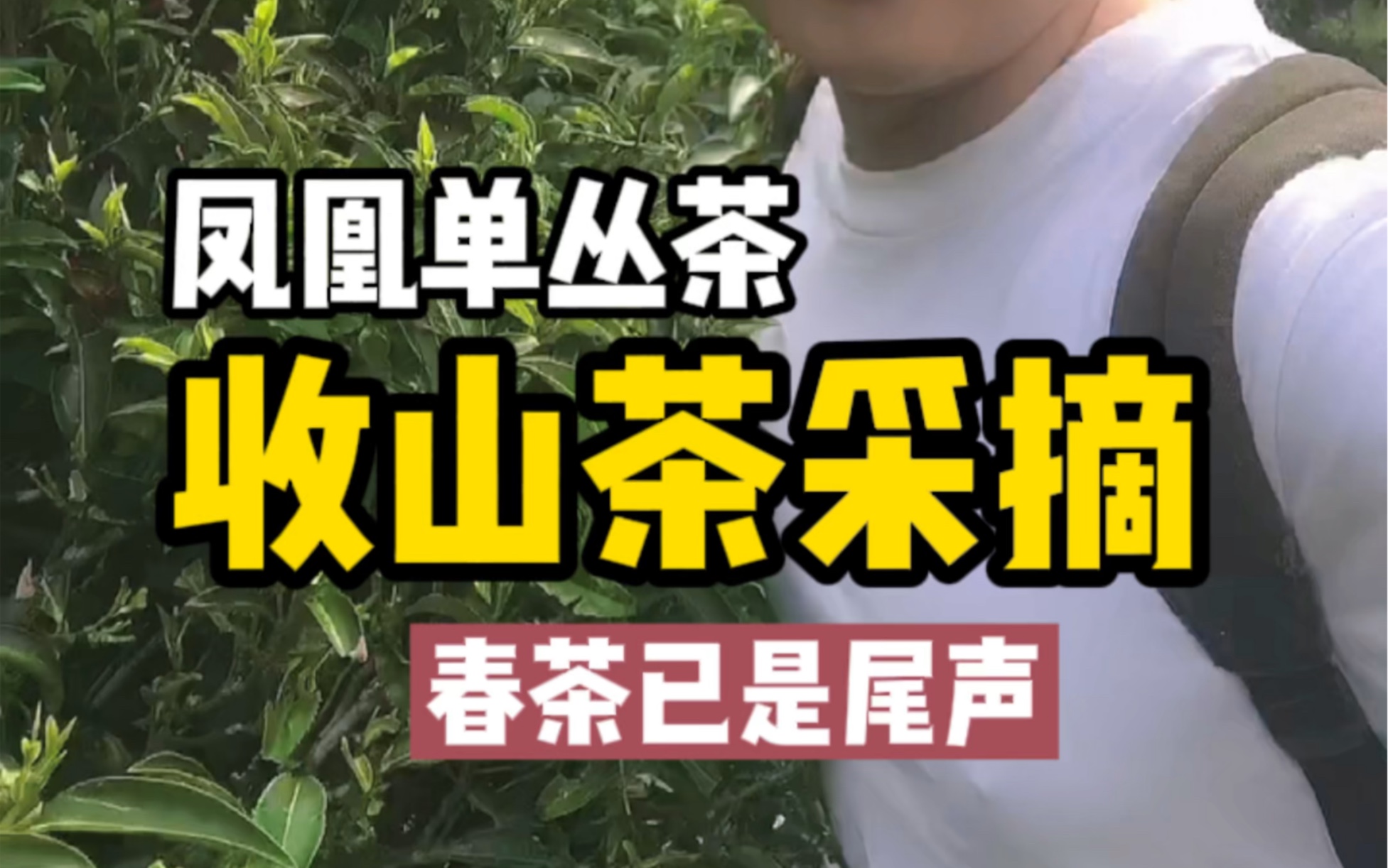 [图]单丛春茶季收山种【八仙过海】王者之香芝兰香型中的标杆品种