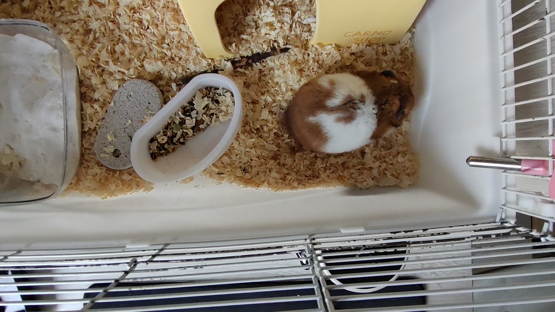 给了仓鼠两个饼干,舍不得吃还要埋起来