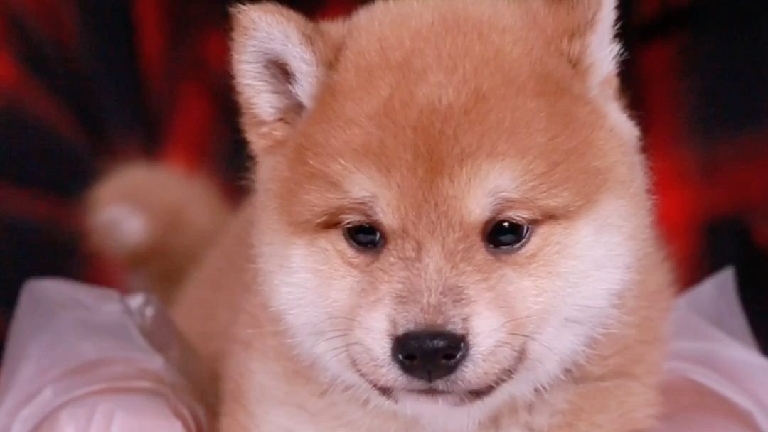 绿头怪携手小柴犬教你有效学习9898