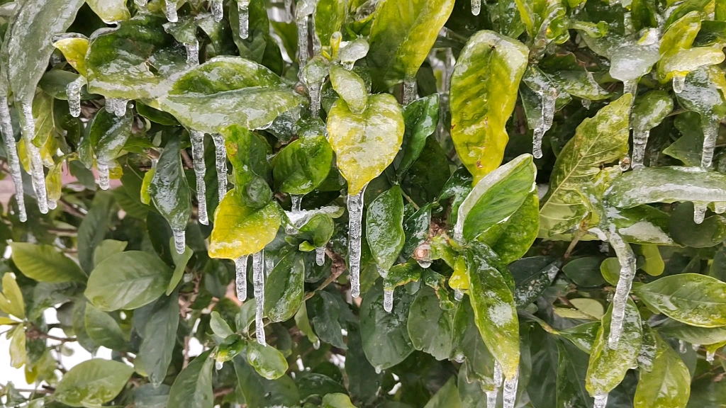 冻雨图片真实图片