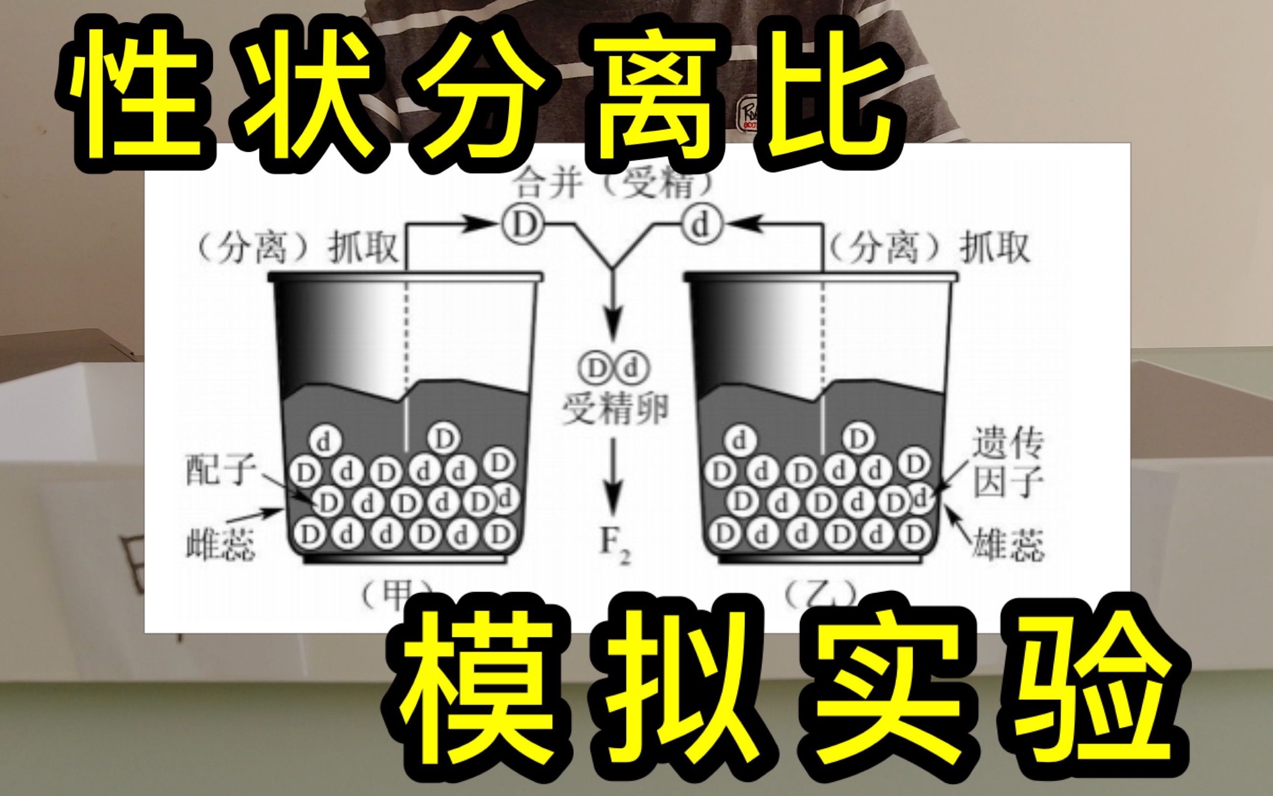 【4k】生物性状分离比模拟实验_哔哩哔哩 (゜-゜)つロ 干杯~-bilibili