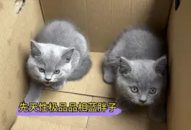 Download Video: 奶凶奶凶的的小蓝猫胆子小算正常吗？