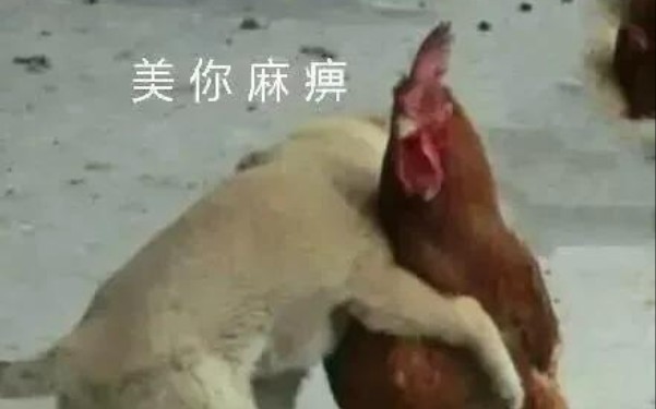 极刑饭一一桂花羊肉哔哩哔哩bilibili