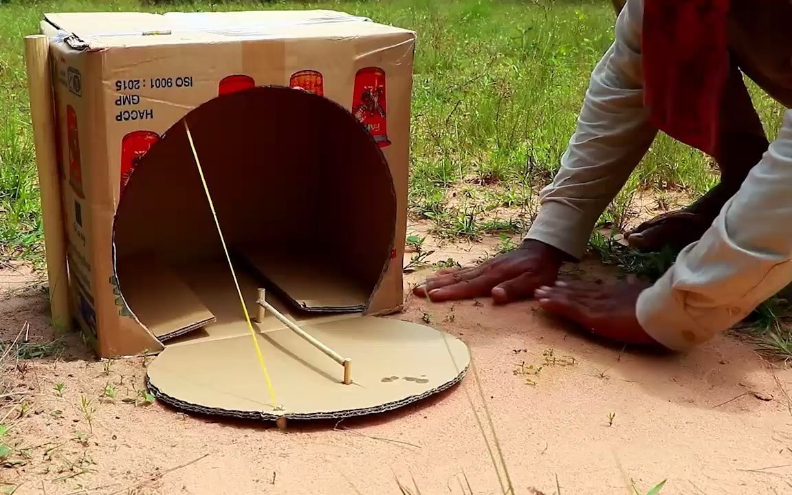 用纸箱做陷阱抓鹦鹉