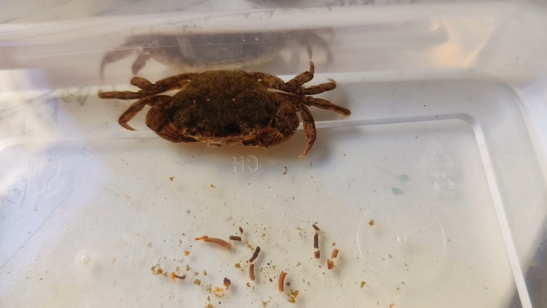 淡海水饲养接近一个月的龙溪蟹,状态良好_哔哩哔哩_bilibili