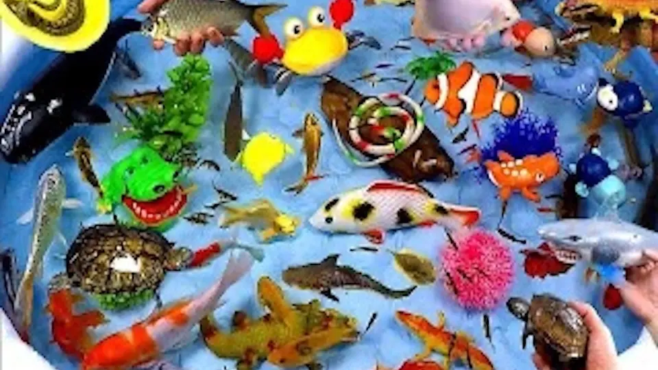 儿童早教益智：学习认识海星等海洋动物_哔哩哔哩_bilibili