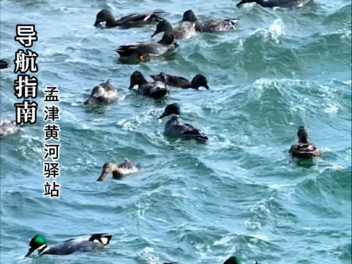 【孟津观鸟】候鸟翩跹! 孟津黄河湿地国家级自然保护区、孟津黄河古都一号旅游公路最佳观鸟季孟津黄河古都一号旅游公路观鸟点位推荐哔哩哔哩bilibili