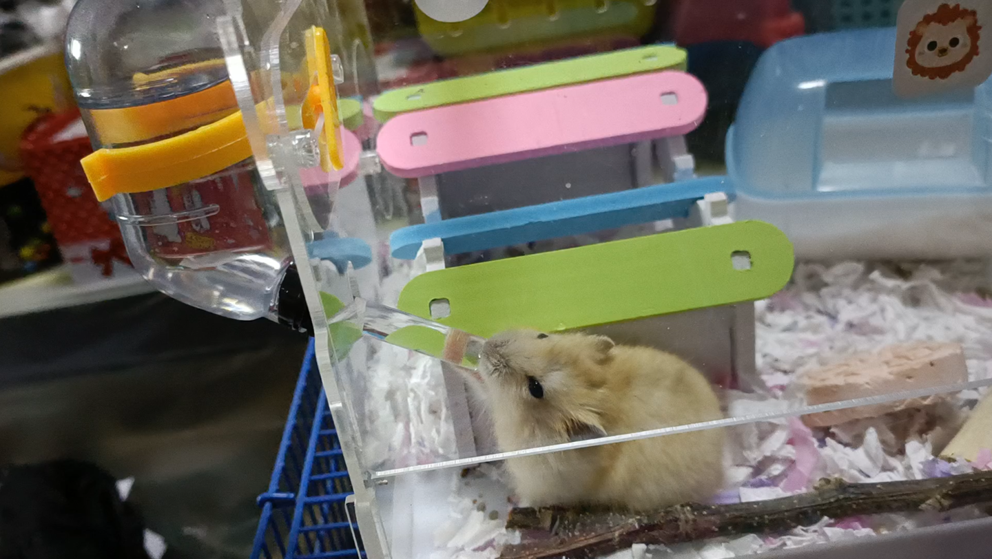 米鼠鼠长大了一点哦也开始亲近人了认真玩耍干饭哦