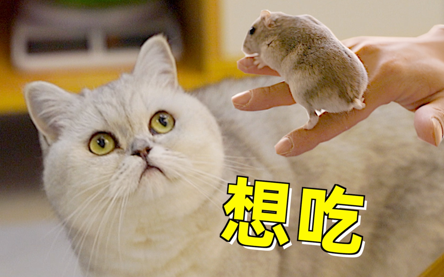 仓鼠和猫一起搬新家,主人特意购置豪华别墅,猫:再也吃不到了!