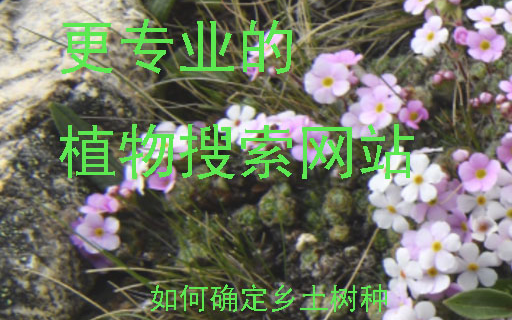 怎么查植物呢?如何区分乡土树种?哔哩哔哩bilibili