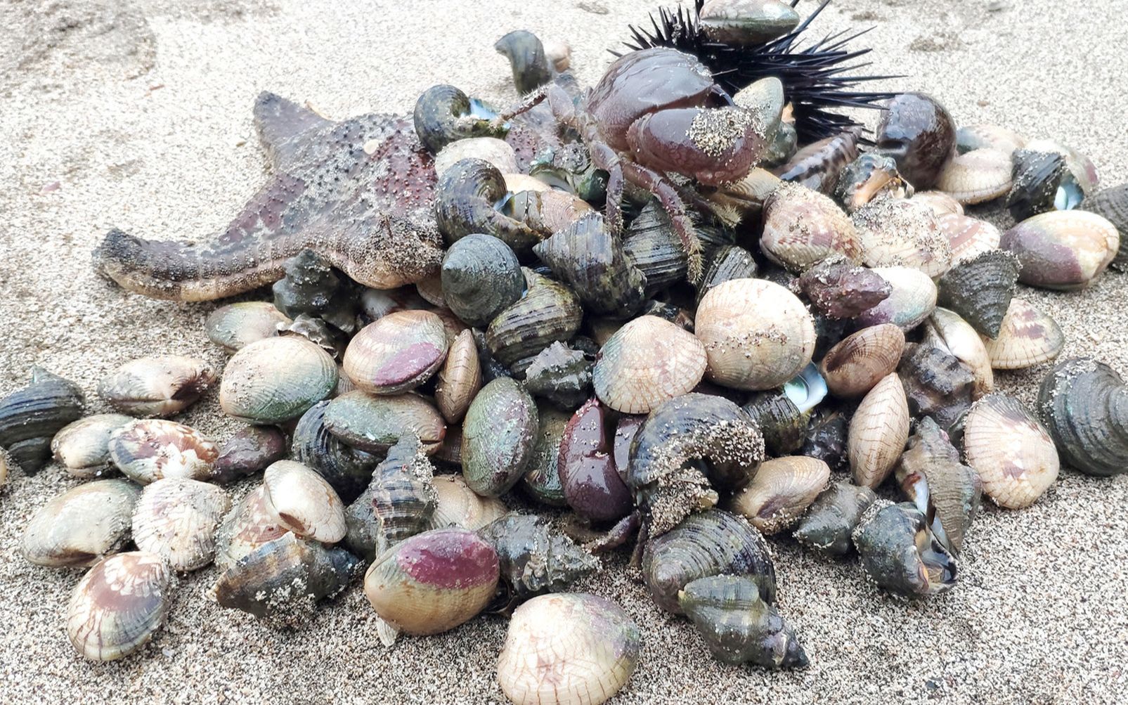 各种海鲜倒出来成山,大海星马蹄螺螃蟹海胆猪仔螺蛤蜊都有_哔哩哔哩